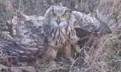 Филин принял за врага обеспокоенную амурчанку