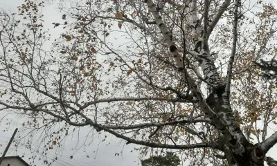 Сильный снег прогнозируется по северу Амурской области 25 октября