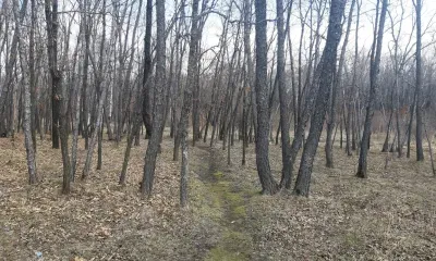 Без существенных осадков при небольшой облачности по северу Амурской области 26 октября