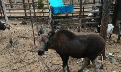 Комфорт создали для лосенка, подброшенного к зоопарку в Тынде