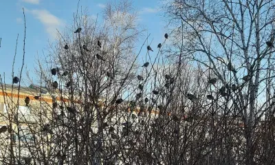 Переменная облачность, местами в Амурской области 2 ноября ожидаются небольшие осадки 