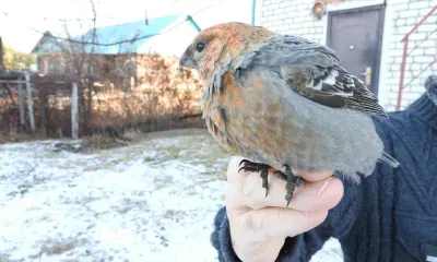 Северную птицу спасли на юго-востоке Амурской области