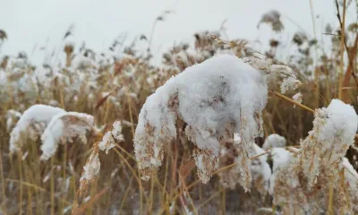Режим повышенной готовности введен в Благовещенском округе