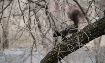 Без существенных осадков пройдет день в Амурской области 21 ноября
