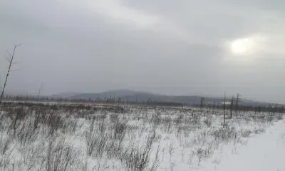 Сугробы в Приамурье добавят сложностей копытным животным