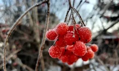 День Аввакума: если кошка спит целый день, то зима будет очень суровой и морозной