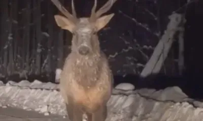 Красавчик с рогами: изюбрь перегородил дорогу в Амурской области