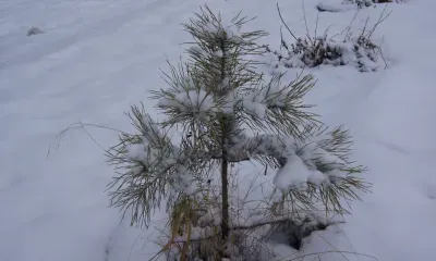 Переменная облачность и без существенных осадков ожидается в Амурской области 24 декабря