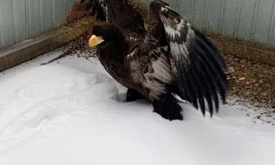 Грамоту получила амурчанка за спасение краснокнижной птицы