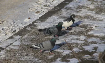 Днем в Амурской области 25 января облачно с прояснениями, без существенных осадков