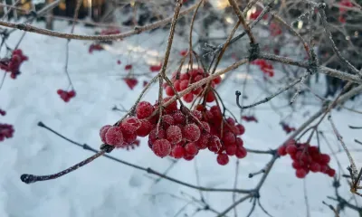 Морозы до -27 градусов ожидают в Амурской области