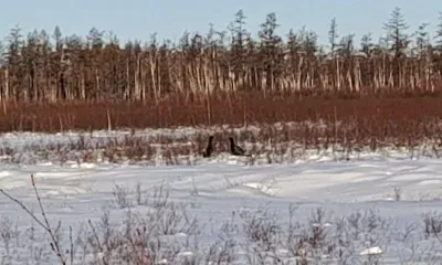 Двух глухарей запечатлел охотовед в Зейском округе
