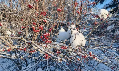 Кирилл Весноуказчик: сколько на поле снега, столько в амбаре будет хлеба