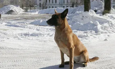Через шесть кварталов: собака помогла задержать подозреваемого в ограблении в Приамурье