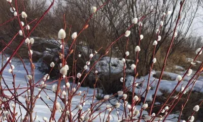 Прокоп Перезимний, Дорогорушитель: появились подснежники - пора начинать пахоту