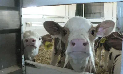 Собака забралась в чужой двор и загрызла теленка