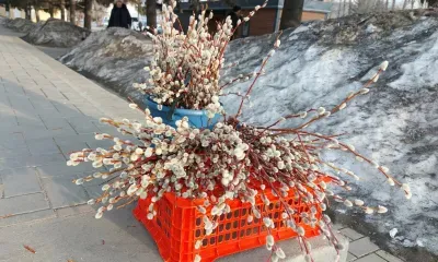 Вербу начали продавать в Благовещенске