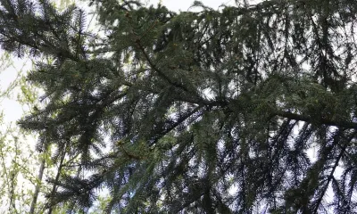 Переменная облачность, местами в Амурской области 17 апреля небольшие осадки