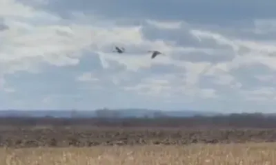 Даурских журавлей в Приамурье стало больше