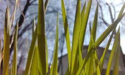 Зеленая трава снижает риски: пик горимости пройден в центре и на юге Приамурья