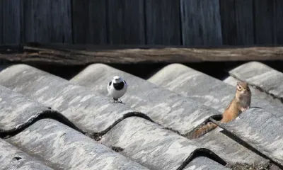 Главного разорителя гнезд выявили в Хинганском заповеднике