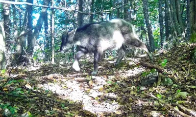 Редчайший амурский горал впервые за полвека попал в фотоловушку в Приморье