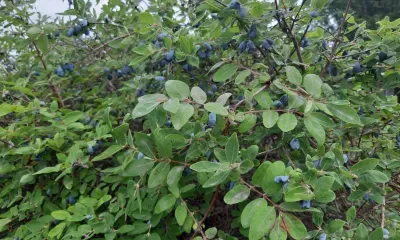 Преимущественно без осадков в Амурской области 26 июня