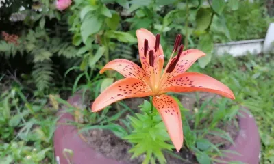 В отдельных районах севера Амурской области 27 июня ожидается кратковременный дождь