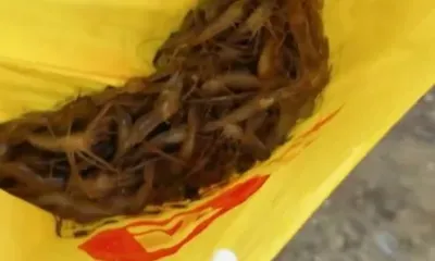 В это не верят: амурчанка показала ловлю креветок в родном поселке 