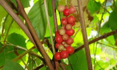 По северо-восточным и южным районам Амурской области 26 августа местами дождь и гроза