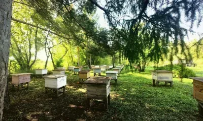 Тысячи пчелосемей стоят на учете в Амурской области