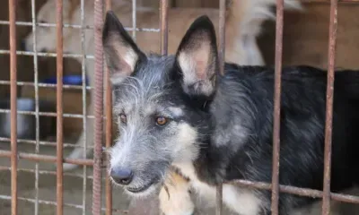 Детям и пьяным могут запретить выгуливать опасных собак
