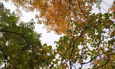 Без существенных осадков пройдет 20 сентября в Амурской области