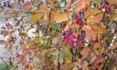 Тепло бабьего лета порадует амурчан 22 сентября