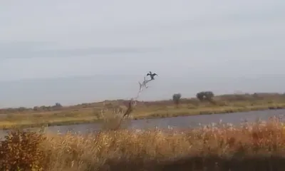 Горделивого баклана заметил охотовед в Тамбовском округе 