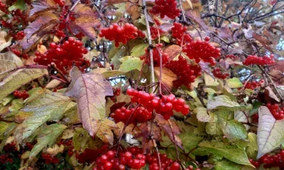 Небольшие осадки в виде снега и мокрого снега пройдут по северу Амурской области 10 октября