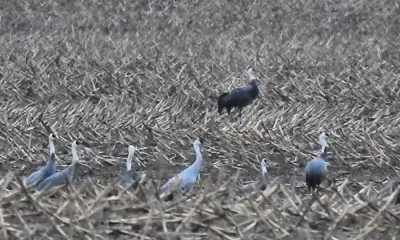 Журавлей-метисов встретили на полях Амурской области