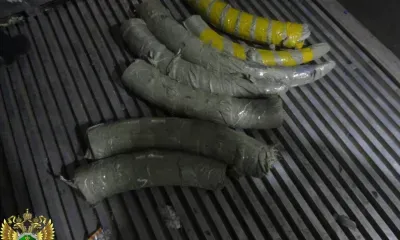 Сотрудника иностранной компании будут судить за контрабанду бивней мамонтов