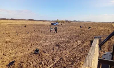 Липу, грушу и амурский бархат высадили в Березовском заказнике