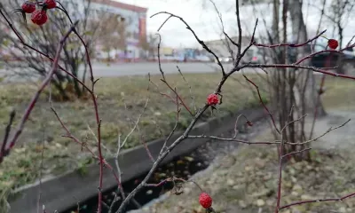Осадки не ожидаются 24 октября в Амурской области