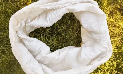 Свернул с дороги: полицейские по полю догоняли амурчанина с мешками конопли