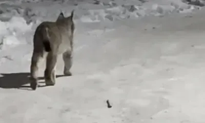Рысь, гуляющую по улицам Благовещенска, поймали 