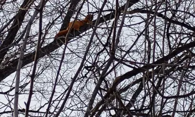 Белкой притворился зверь в Амурской области