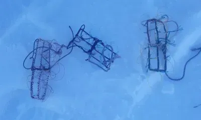 Редкое нарушение: браконьер из Хабаровска охотился на соколов в Приамурье