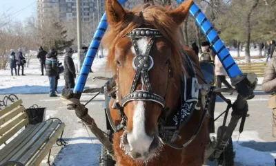 Федулов день: можно приступить к уборке дома перед Рождеством