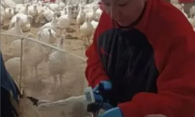 Индюки из Ивановского округа привиты от гриппа и болезни Ньюкасла