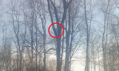 Лису на дереве заметили в Серышевском округе