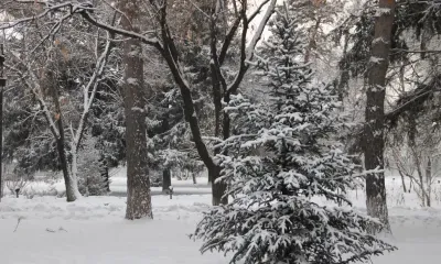 Крепкие морозы ожидаются в Приамурье 10 января