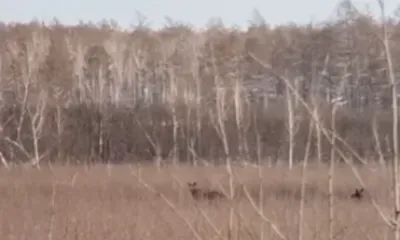 Лосиху с лосенком сняли на видео в заказнике в Амурской области