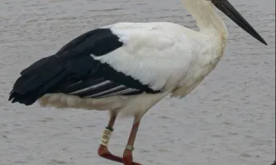 Окольцованного в Приамурье аиста обнаружили китайские ученые